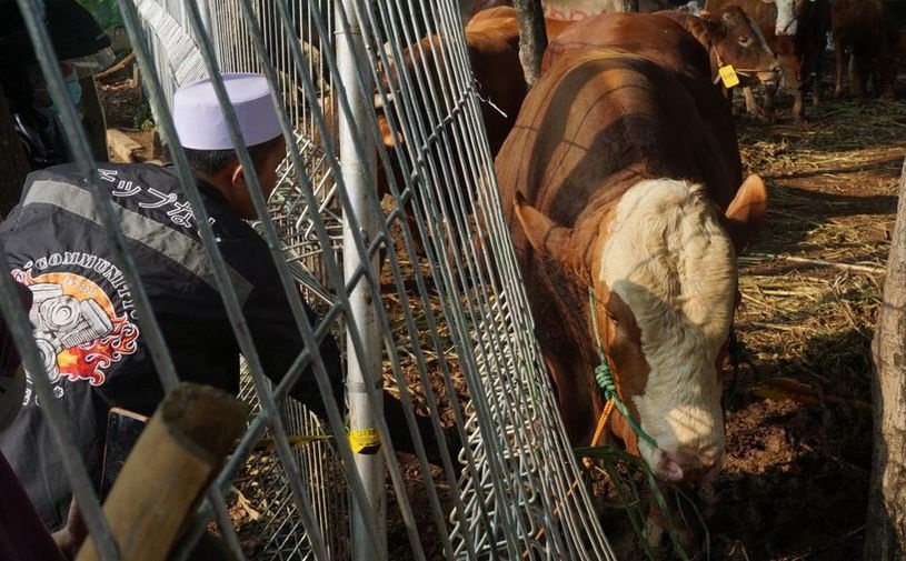 1.098 Sapi Kurban dari Prabowo Akan Dibagikan ke Seluruh Indonesia